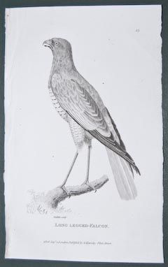 Shaw General Zoology 1800s Engraving. Falcon. 23  