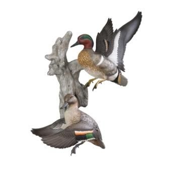 Busting Out Green winged Teal Wall Mount   Free Ship  