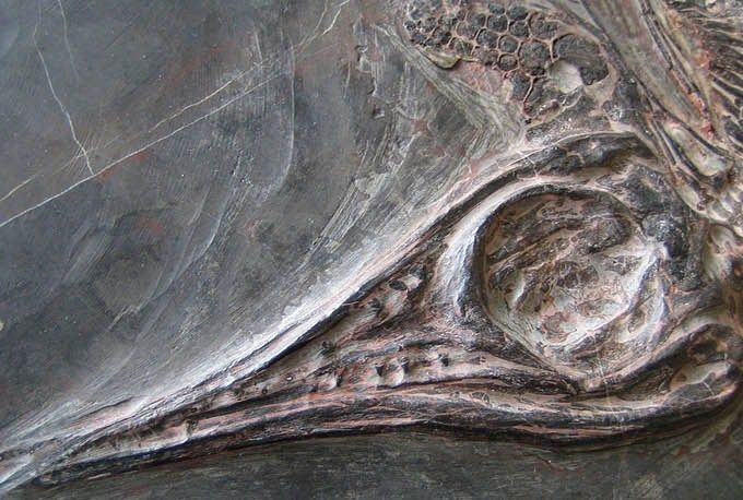 MIXOSAURUS CORNALLIANUS fossil fossile fossilien china  