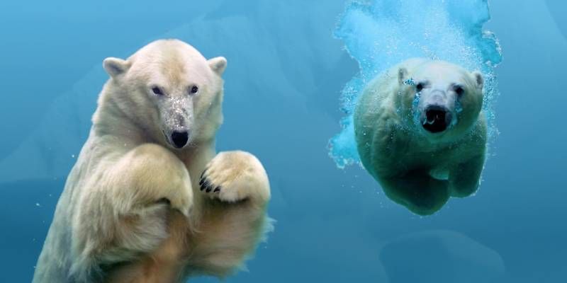 unique POLAR BEAR Fishtank / Aquarium Background  