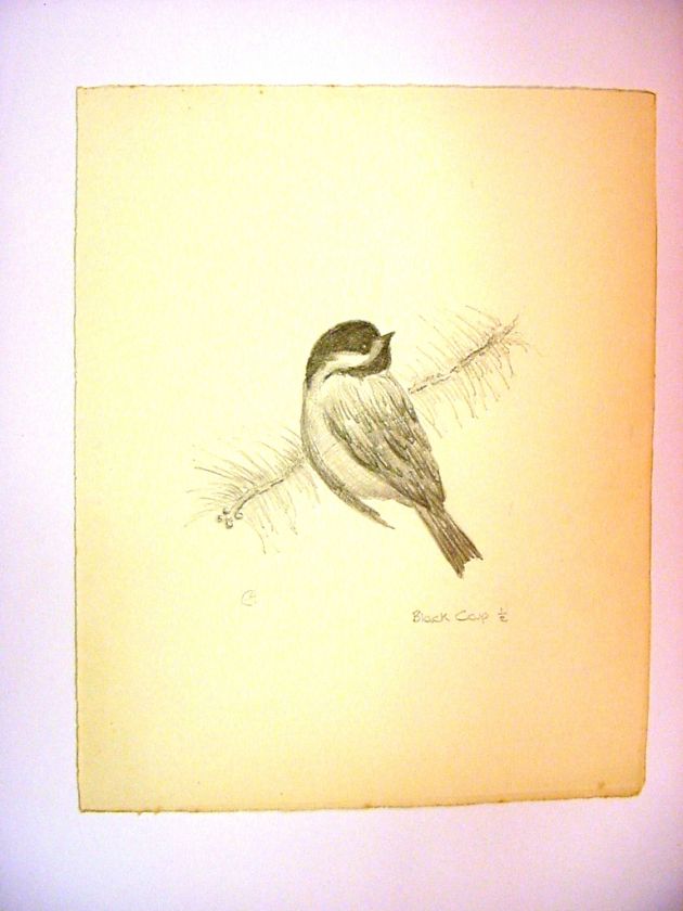 1930 40s C. Palmer Pencil Drawing of a Bird   Black Cap #5  