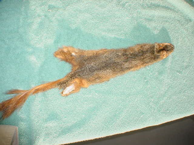 Squirrel pelt rodent skin hides taxidermy a hunted fur  