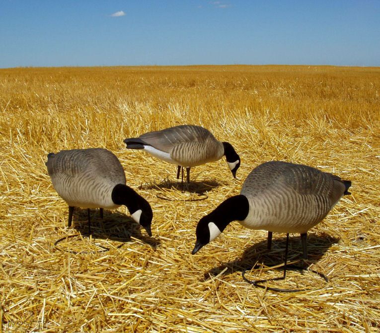 AVERY GHG PRO LESSER CANADA GOOSE FEEDER DECOYS NEW  