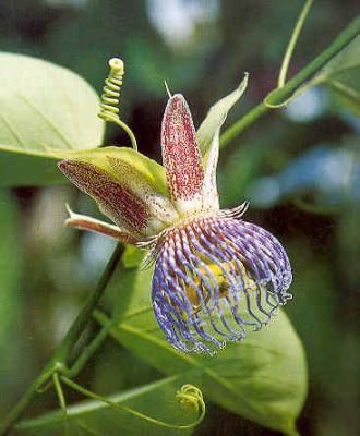 Passiflora maliformis ~ Sweet Calabash Passion Vine  