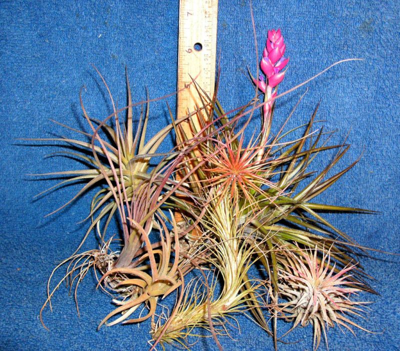 Six Different TILLANDSIA AIR PLANTS for orb terrariums  