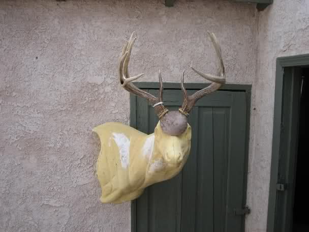 HUGE 10 pt 5x5 WHITETAIL DEER RACK Antlers mule mount taxidermy elk 