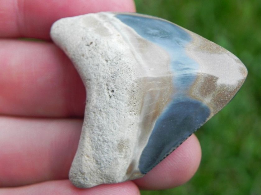 Polished Bone Valley Megalodon Tooth NICE WHITE & BLUE  