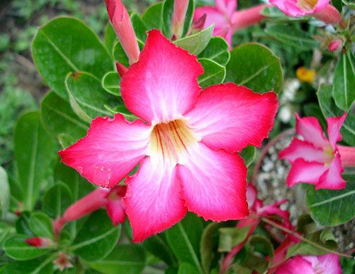 Adenium obesum PINK FLOWERED 2 YR. SEEDLING ~PLANT~  