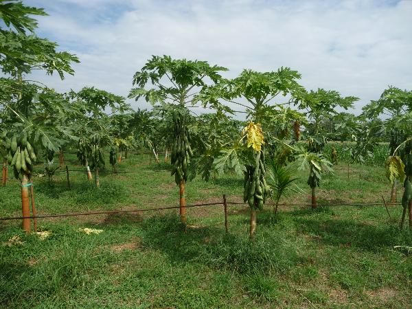 give fruit after grow from seed about 3.5 4 months