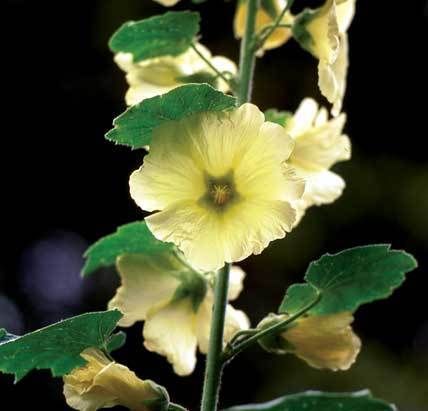 YELLOW 11 FT TALL GIANT DANISH HOLLYHOCK FLOWER SEEDS  