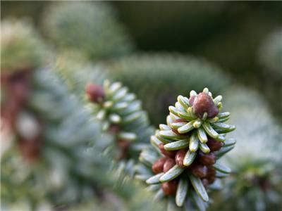 Spanish Fir Abies Pinsapo BONSAI SEEDS E 87  